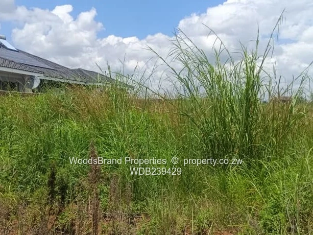 Shineplus Stand for sale